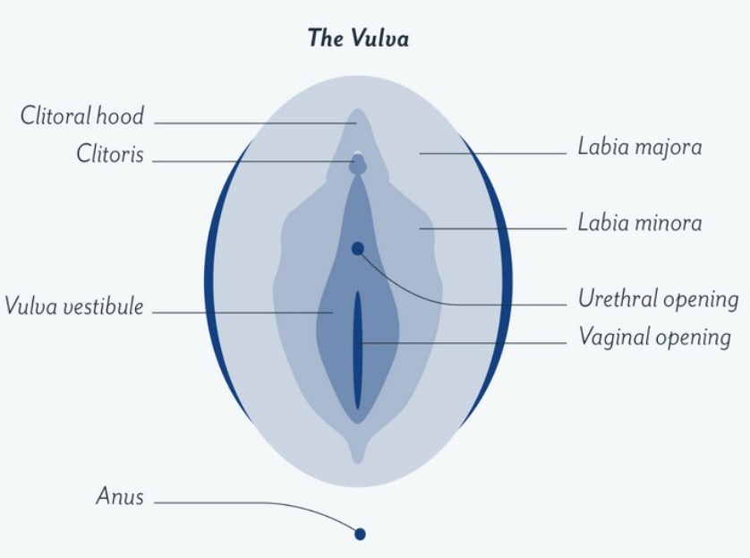 The structure of a vagina